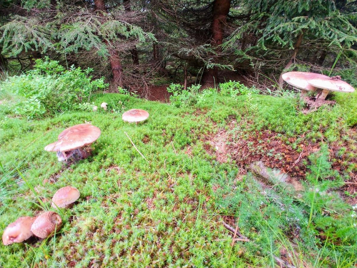 Dom Goscinny Finezja Świeradów-Zdrój エクステリア 写真